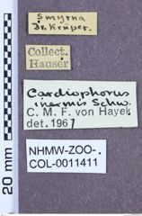 Etikett zu Cardiophorus inermis (Schwarz, 1900)